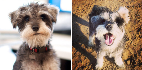 可愛的Vesper看起來就像小小玩偶一般,相當惹人喜愛。 取自網路