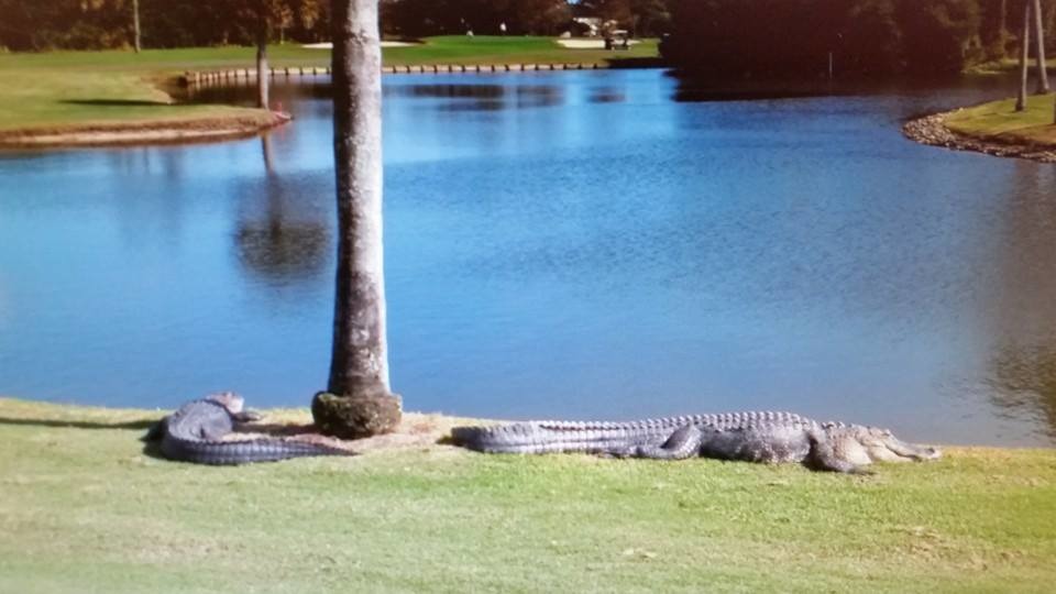 邁阿卡松樹高爾夫俱樂部時常會出現鱷魚,上圖是2/25拍攝到的、下圖則是1/31拍攝的。 Norm Patze、Victor Martin/攝