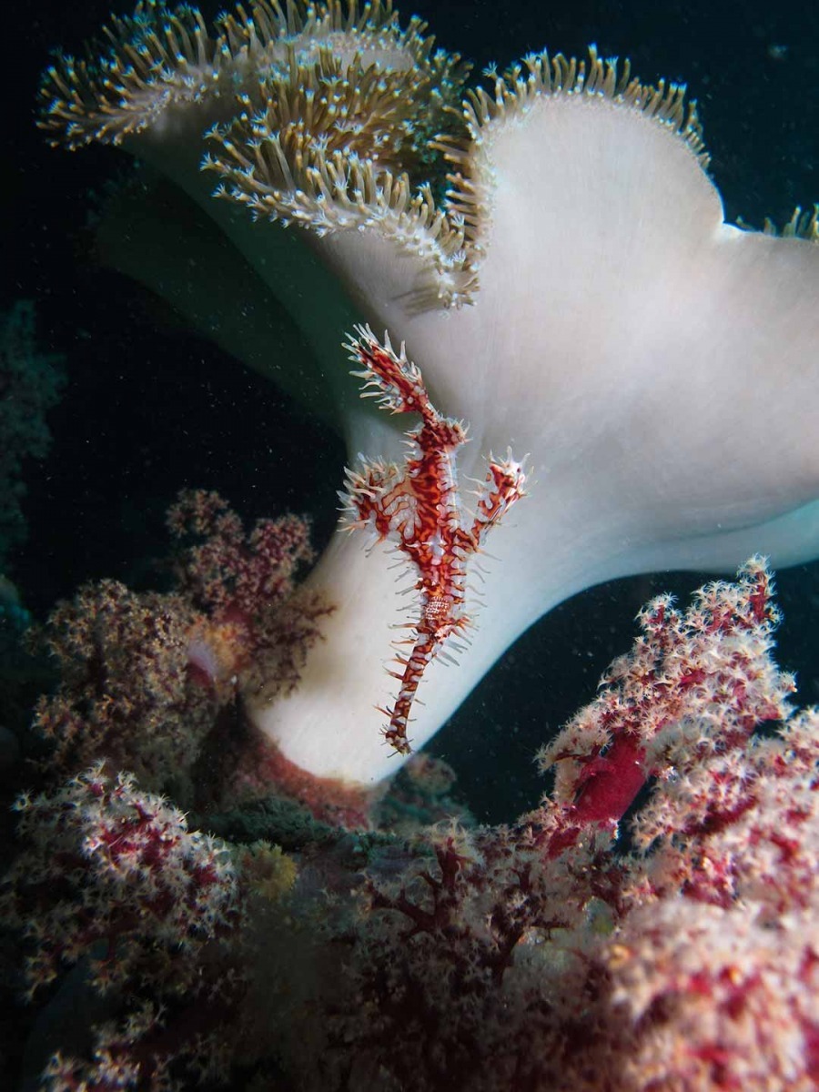 第一名:攝於菲律賓,扮成珊瑚的剃刀魚。 /Zebedee Wakely