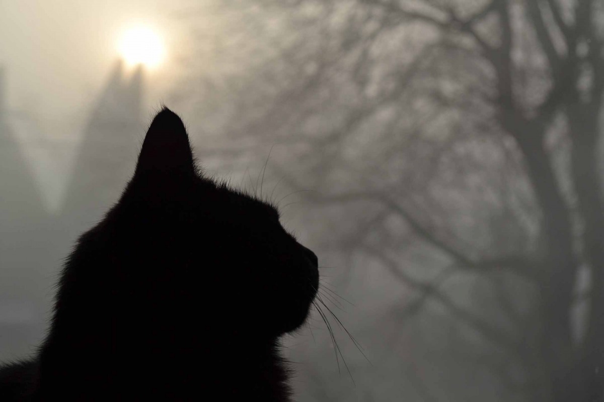 第一名:貓咪與樹的剪影。 /Peter Walker