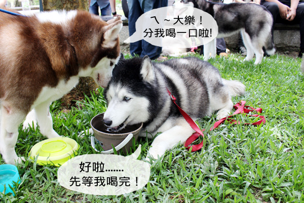 大樂進過收容所、被人退養過,但他個性穩重、親人親狗,相當乖巧懂事,讓Coral相當感激。 何宜/攝