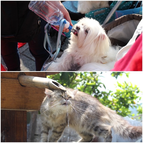 天冷動物跟人一樣也不喜歡喝冰水，所以要適時添加溫涼的水，預防貓狗尿道炎、膀胱結石。　(上圖)黃靖雅、(下圖)何宜/攝