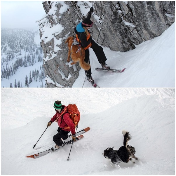 巡邏員必須要揹著狗狗到事發地點，此外還有一些急救、維生的基本裝備。　取自Canadian Avalanche Rescue Dog Association