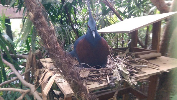 維多利亞冠鴿是雌鳥雄鳥共同孵蛋及育雛,而且一夫一妻制的牠們相當恩愛。 台北動物園/提供