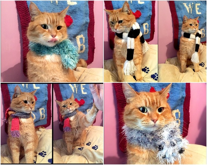 Bob時常收到粉絲送的圍巾,在粉絲專頁上也大方分享配戴的美照。 取自A Streetcat Named Bob