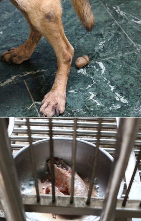 (上圖) 台灣動物協會狗狗的排泄物相對較小、(下圖)雞脖子就是主食。　何宜/攝