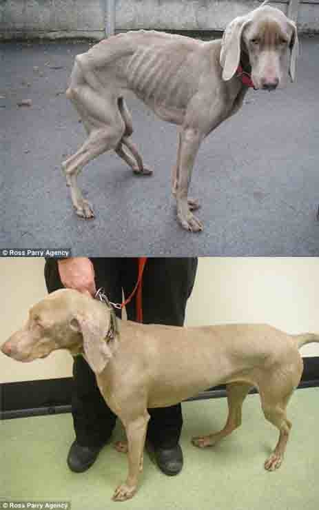 (上)15.5公斤的威瑪獵犬蘿拉、(下)21.4公斤的正常模樣。　取自網路