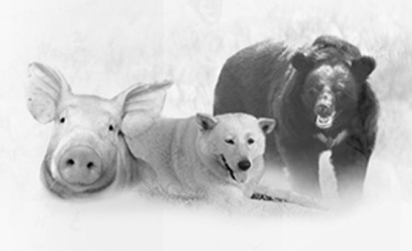 主辦單位特別為這次活動設計的圖案，有經濟動物、同伴動物及台灣本土保育動物！