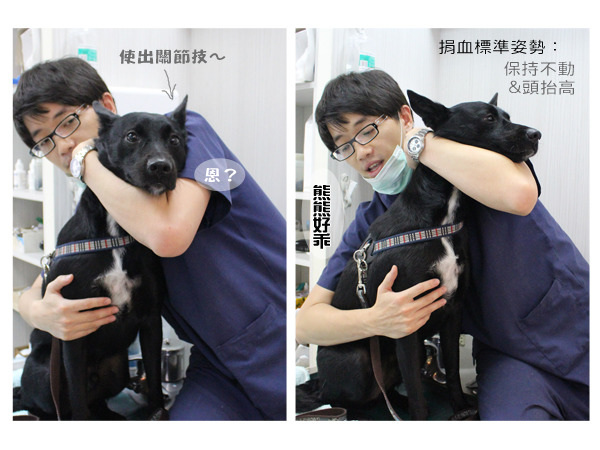熊熊在動物醫院相當緊張，但還是可以乖乖讓獸醫師保定，獸醫也建議可以平常就讓狗狗在家練習、熟悉捐血的姿勢。　何宜/攝