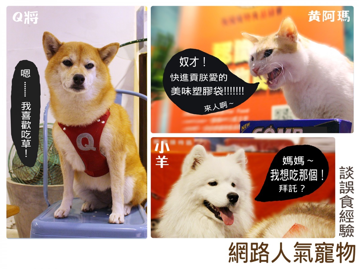 網路人氣寵物明星，你一定都認識牠們！但你知道牠們也曾有過誤食經歷嗎？　何宜/攝