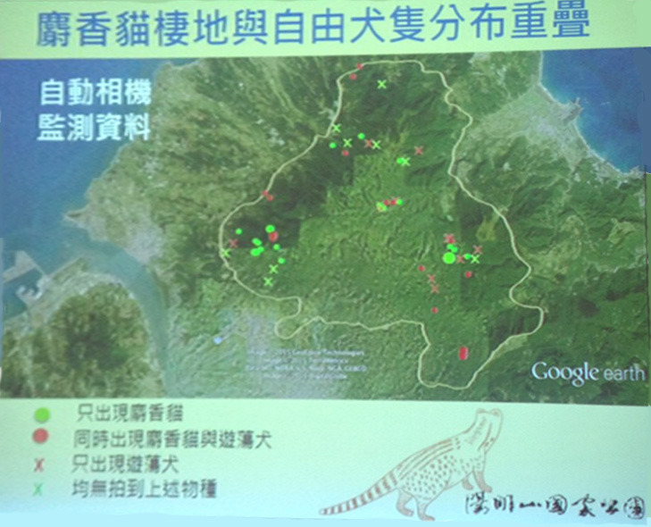 根據長期在陽明山國家公園調查麝香貓的朱有田教授資料，可以看出許多小型食肉目動物棲地與流浪動物重疊。　何宜/翻攝