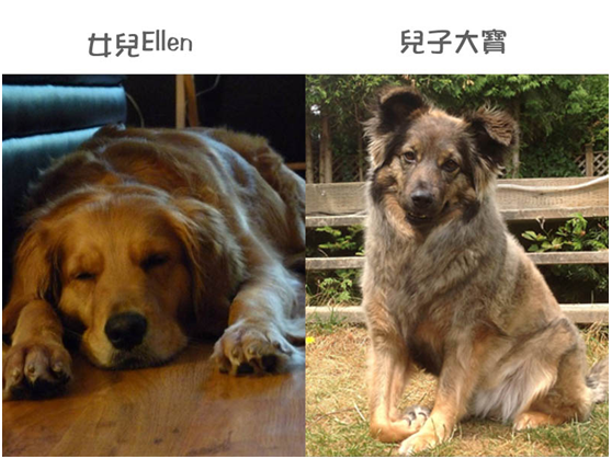 Ellen是王丰2008年在龍潭撿的，當初17公斤，現在幸福增胖到42公斤； 大寶則是新屋收容所救的，右腳殘廢。 王丰/提供