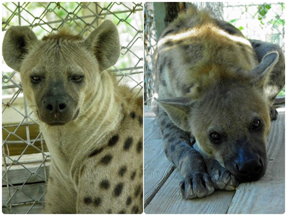 目前傑克在八角形野生動物庇護所內獲得良好的照顧。　取自Octagon Wildlife Sanctuary