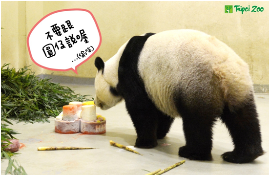 圓圓替圓仔試吃生日蛋糕。　台北動物園/提供