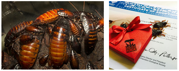 用前任爛情人的名字替蟑螂命名，讓你順利走出陰霾！　取自舊金山動物園