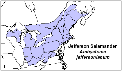 傑斐遜鈍口螈分布地理位置圖。　取自網路