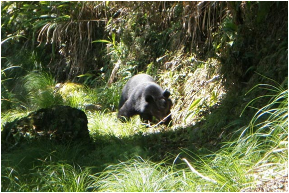 台灣黑熊Ursus Thibetanus Formosanus是台灣唯一原產的熊類,為亞洲黑熊於台灣之特有亞種。 取自社團法人台灣黑熊保育協會