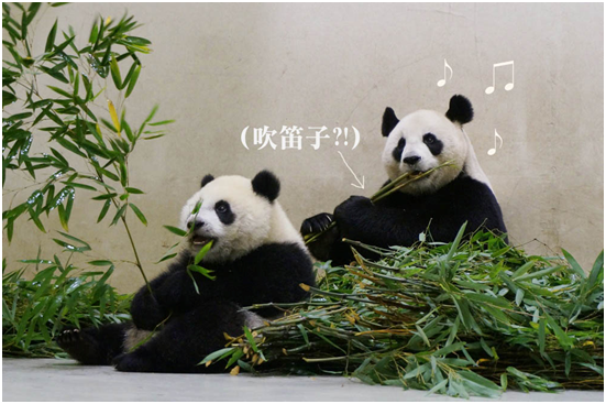 圓圓遺傳雷雷的外型，有一樣的耳朵形狀。　台北動物園/提供
