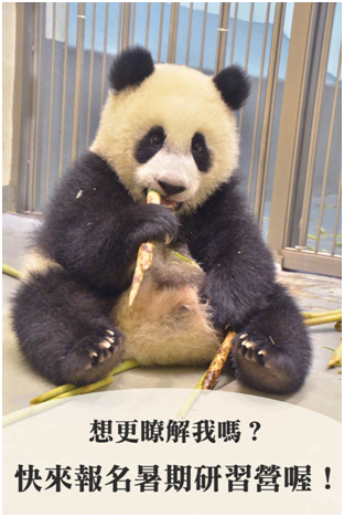 圓仔也是暑期研習營當中的課程主角！　文/設計對白、圖/台北動物園