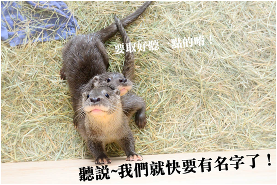 台北動物園/提供