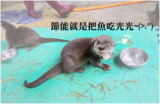 台北動物園/提供