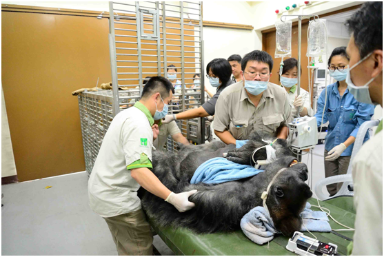 黑皮爺爺要被移至運輸籠中甦醒觀察。　台北動物園/提供