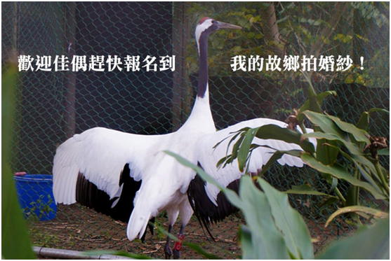 Kika展翅示好。　台北市立動物園/提供