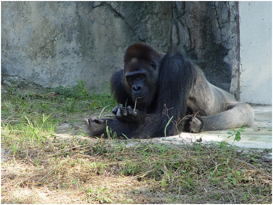 年紀大的黑皮爺爺毛色也已花白。　台北動物園/提供