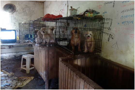 嘉嘉犬舍內的環境髒亂不堪，狗狗們被養在生鏽的鐵籠內。　台灣動物社會研究會/提供