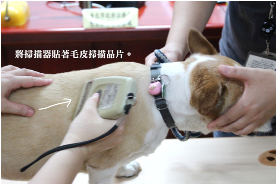華心惠建議飼主購買狗狗後，可以帶去讓獸醫師健康檢查，並再次掃描確認有植入晶片。　江幸芸/攝