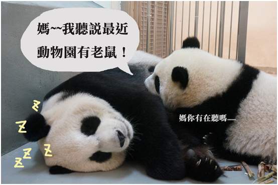 圓仔長大後還是相當黏媽媽~　台北動物園/提供