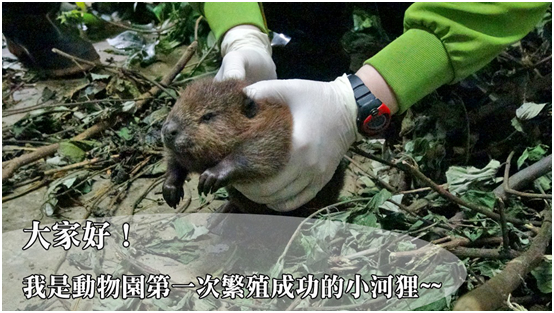 河狸寶寶出生時眼睛就睜開，也很快學會游泳！台北動物園/提供