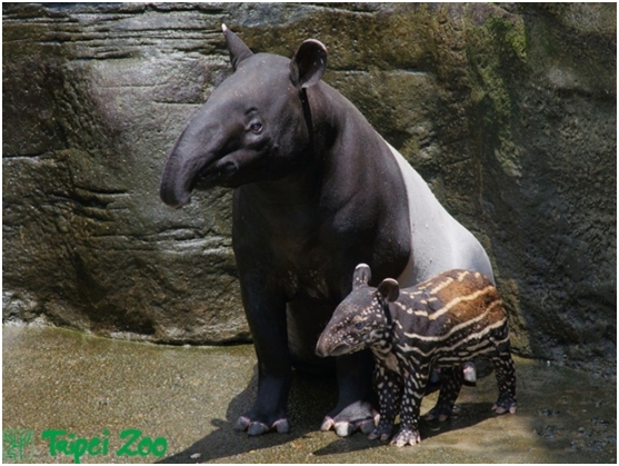 馬來貘寶寶與媽媽花色完全不同。 台北市立動物園/提供