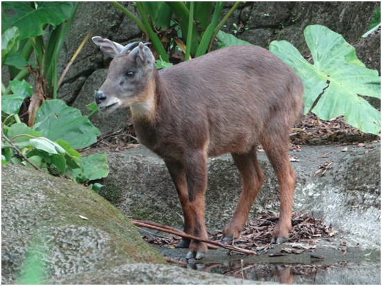 長鬃山羊領域性極強,而且不管公母頭上皆有中空的角。 台北動物園/提供