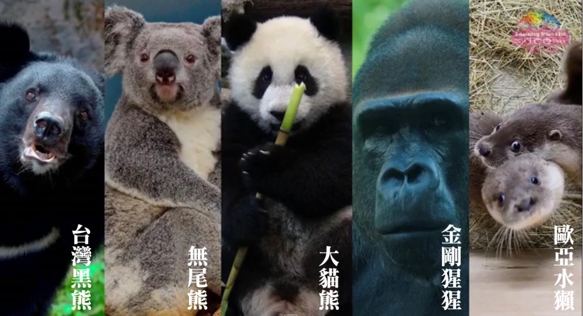 這次的保育杯以5種代表動物繪製！　擷取自動物園影片