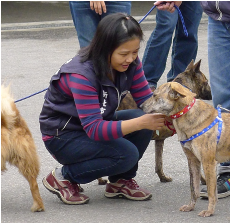 收容所志工替狗掛上名牌，臉上洋溢著笑容，衷心替牠們找到幸福而感到開心。 何宜/攝