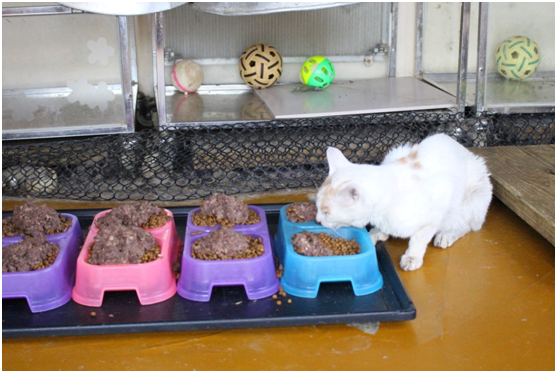 台中收容所飼料自行招標，並採取品質較有保障的最有利標。　何宜/攝