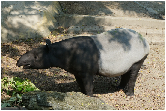 馬雅大腹便便的模樣。 台北市立動物園/提供