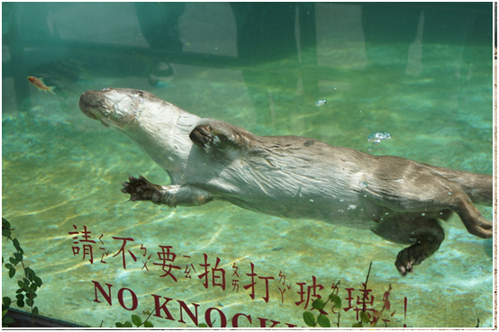 水獺小新康復後回到展區，下水捕魚精神奕奕。 台北市立動物園/提供