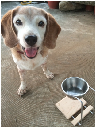 小小寶的毛色跟原木碗架互相呼應,超級可愛! 洪小姐/提供