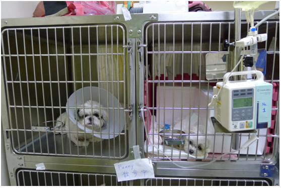 2016年後，飼主會不會為了生病的毛孩求助無門？　何宜/攝