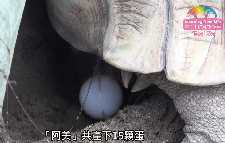 阿美剛產下的卵，被一旁的保育員偷偷取走，改以孵蛋器孵化。　擷取自動物園影片