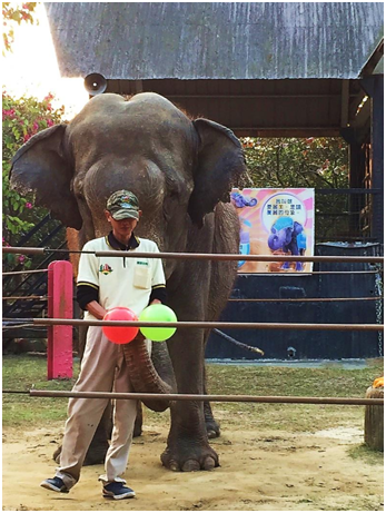 頑皮世界動物部經理許先生與大象愛麗美表演以象鼻吹汽球。  王怡蓁/攝
