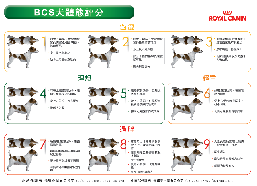 你家狗狗體型有沒有過胖?上面的簡易評量表讓你一目了然。 主辦單位/提供