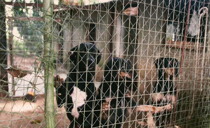 收容所有許多生活環境相當糟的動物,但民眾卻仍選擇到寵物店購買昂貴的寵物。 翻攝自影片