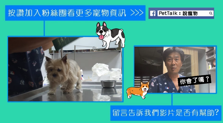 Pet Talk影片中的狗主角是楊動物醫院的狗狗，名叫小不點，影片中的牠可是相當有演員模範，一點也不緊張喔！　擷取自youtube影片