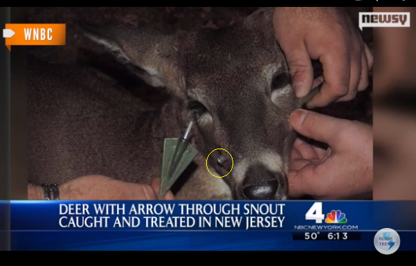 野生動物專家替格蕾絲取下露在外部的弓箭，但留下在肌肉裡頭的部分以避免造成新傷口。　翻攝自wn.com影片