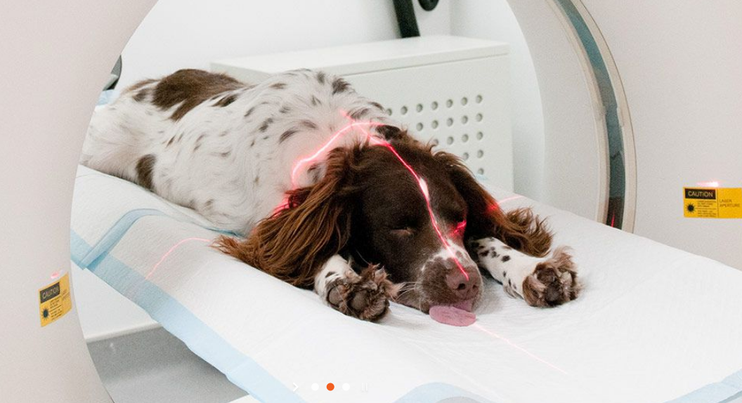醫院裡寵物的電腦斷層掃描機器，相當高規格！　翻攝自Fitzpatrick Referrals官網