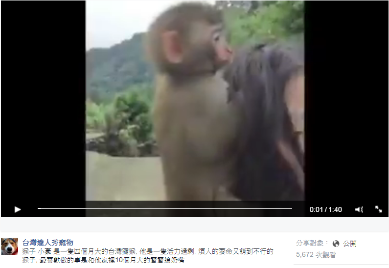 臉書公開粉絲專頁上，有民眾投稿一段與台灣獼猴親暱互動的影片，至今已有5600多人觀賞過。　擷取自臉書