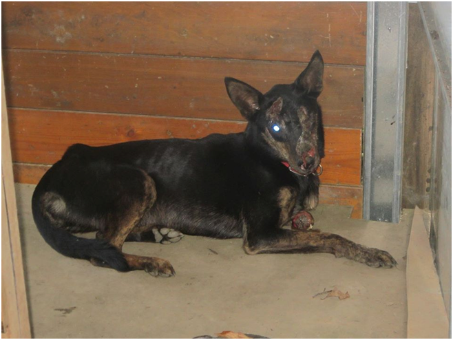 左眼被刺傷，眼球疑似被挖出，而右前腳斷肢，依當地居民生活型態推測，是中了獵捕野生動物的陷阱。